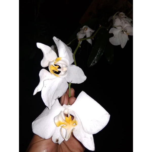 phalenopsis amabilis / anggrek bulan lokal / anggrek bulan spesies