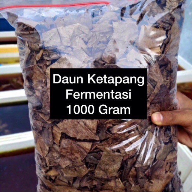 DAUN KETAPANG LAUT OLAHAN KEMASAN 1000 Gram