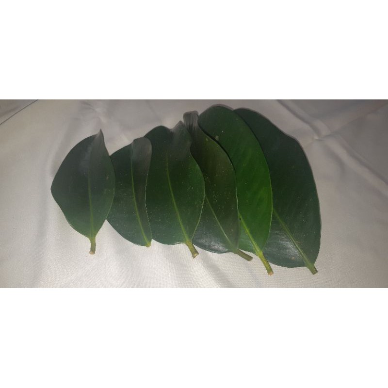 

Daun Manggis Segar Order Langsung Petik 100% Organik