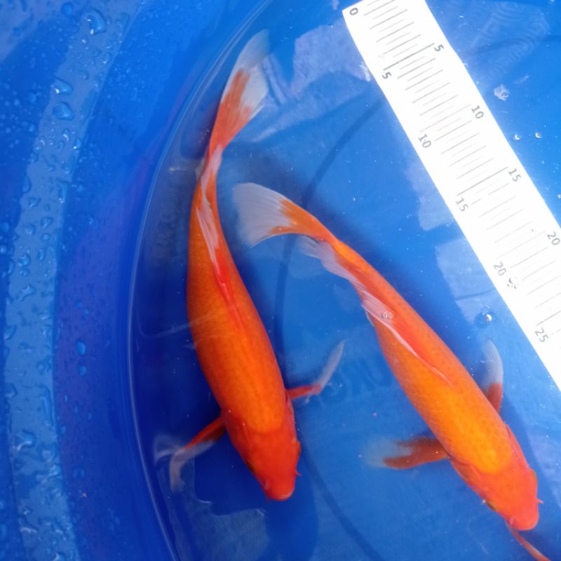 ikan koi kumpay aka hajiro size 26-30cm (spesial merah putih)