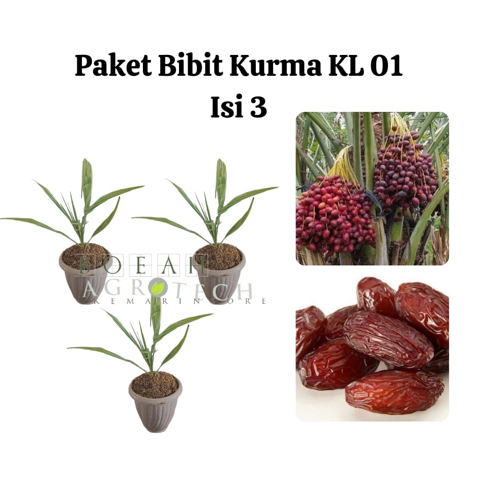 Paket Hemat Bibit Kurma KL 01 Isi 3 Bonus Bibit Strawberr+Polibag