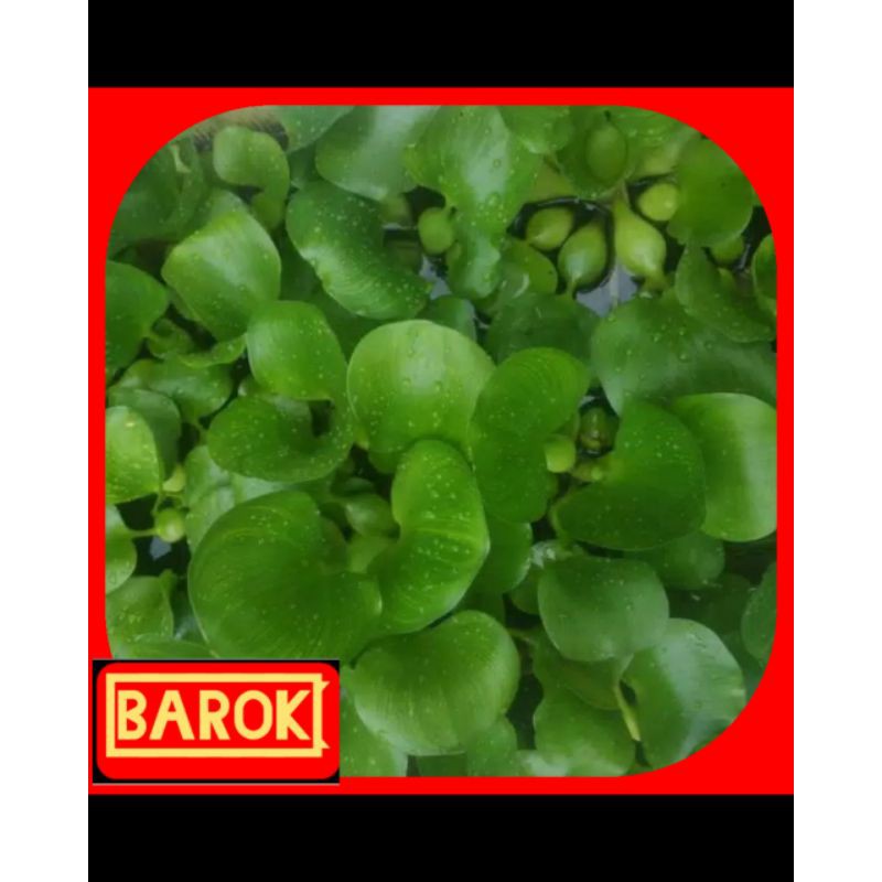 pohon eceng gondok,tumbuhan air,bibit eceng gondok,bahan tumbuhan eceng gondok