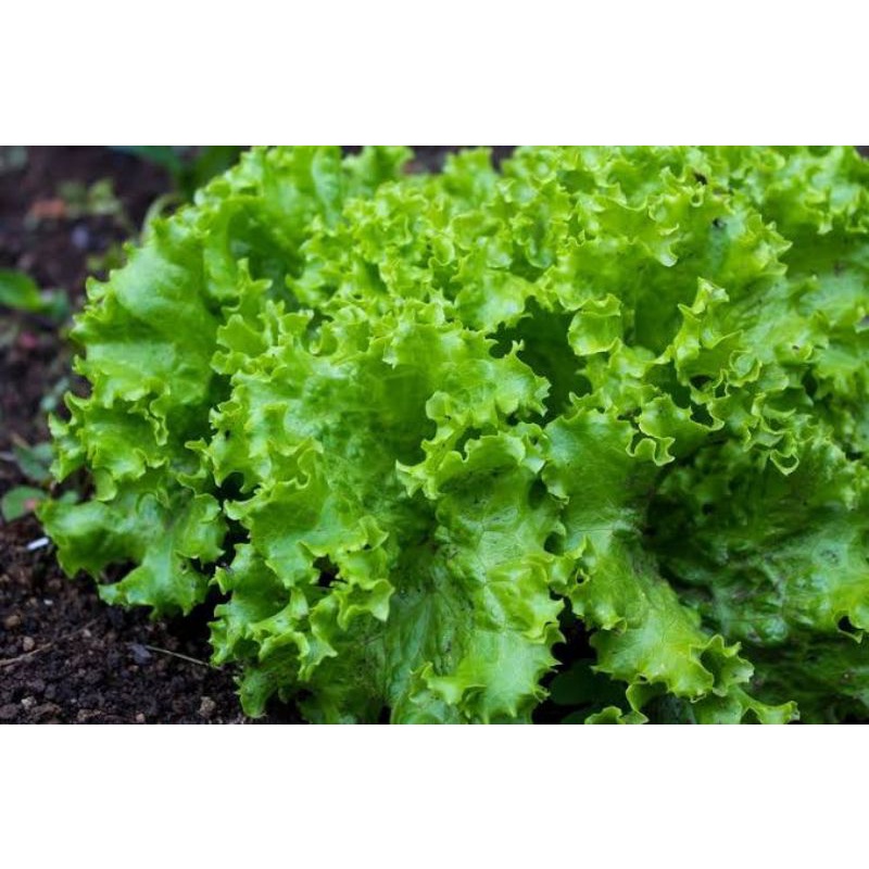 

150 biji Selada Keriting