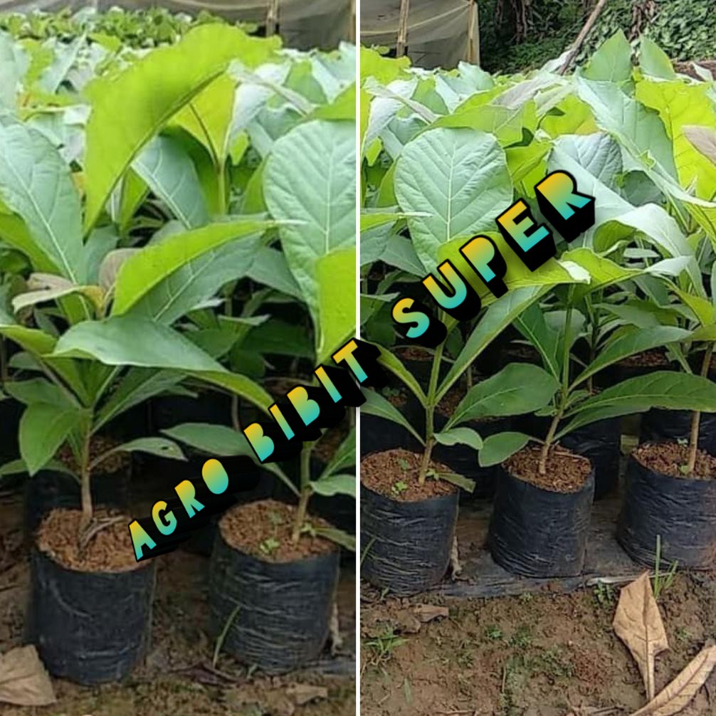 Bibit Pohon Jati Super