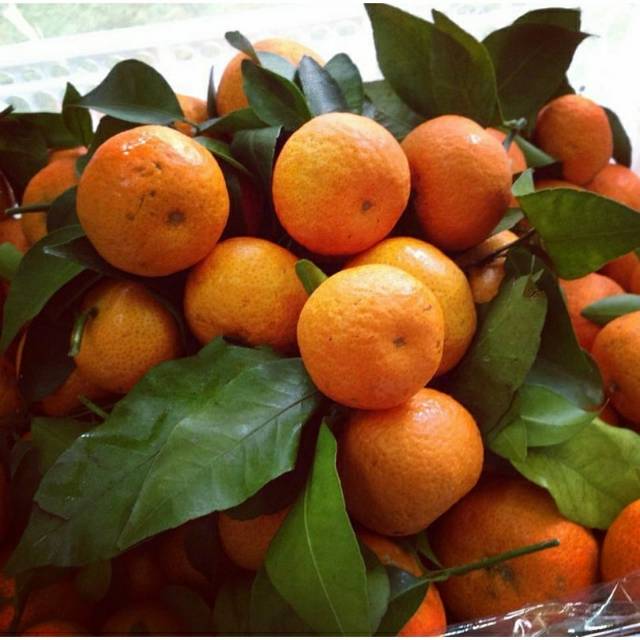 

Jeruk Santang Tangerine | Jeruk Shantang Import