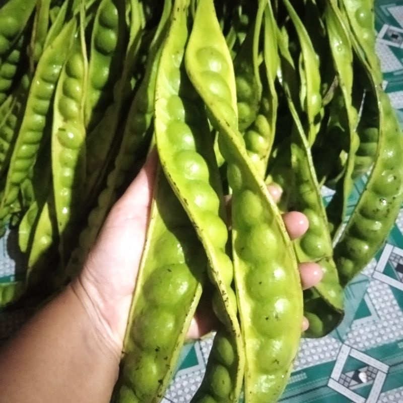 

PETE LONJORAN GRADE A, KWALITAS SUPER