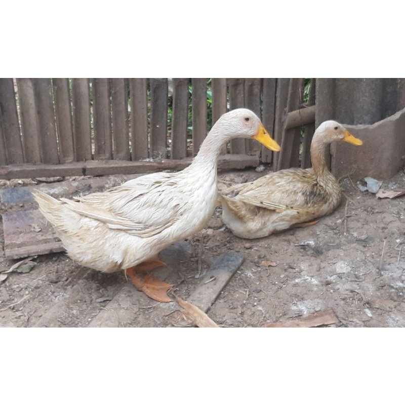 

Diging Bebek Peking +-2kg DIJAMIN SEGAR