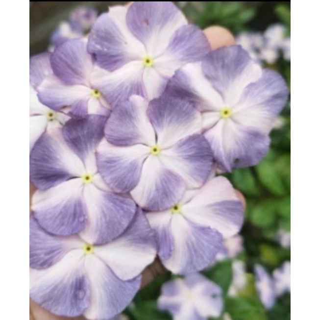 biji/seed vinca cool summer import