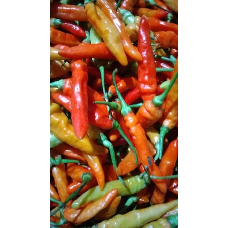 

cabe jablay fresh dan segar