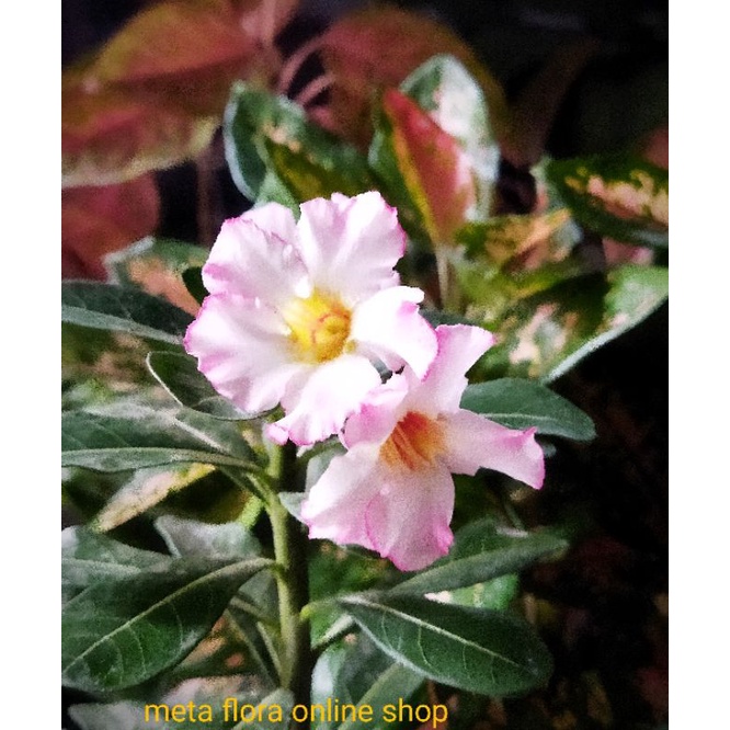 Bunga adenium Kamboja Jepang Putih Pink Cantik Asli Ditanam dari Biji  via GRAB