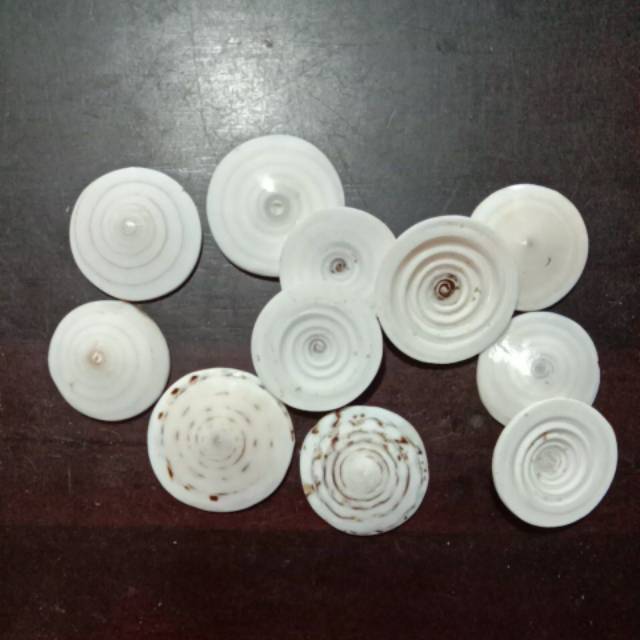 Kerang Olon | Kerang Bulat | Kerang Hias