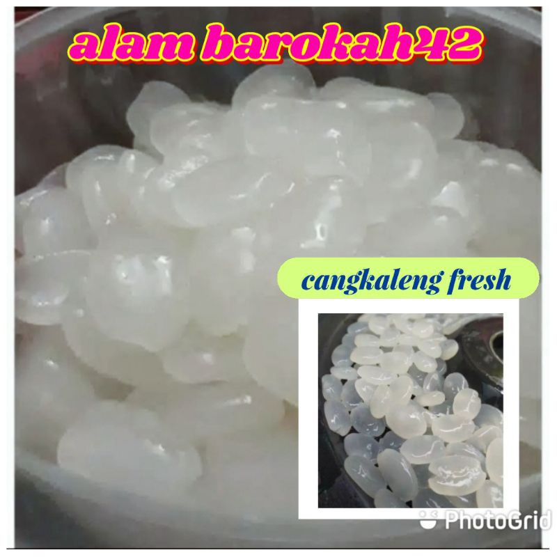 

KOLANG KALENG SEGAR ATAU CANGKALENG 100% TANPA PENGAWET 1 kg