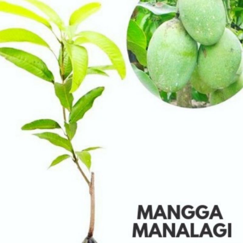 

mangga manalagi madu