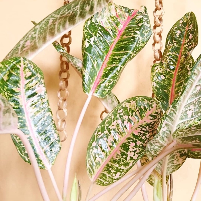 Tanaman Hias aglonema DonaCarmen Bagus