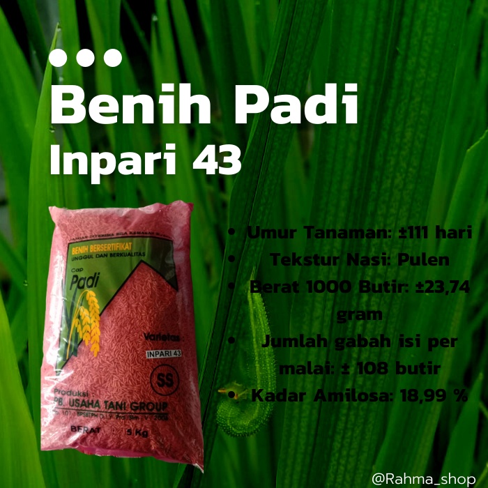Benih Padi Inpari 43 Bibit Padi Sawah Terbaru
