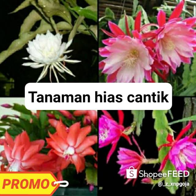 Paket 4 Wijaya Kusuma - Tanaman Hias Hidup - Bunga hidup - Bunga hias