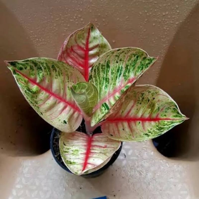 Tunas Aglonema Goliath - Aglonema Goliath