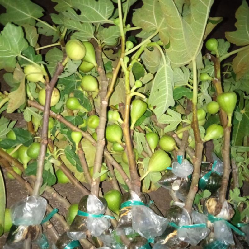 

6 jenis bibit buah tin frescangkok