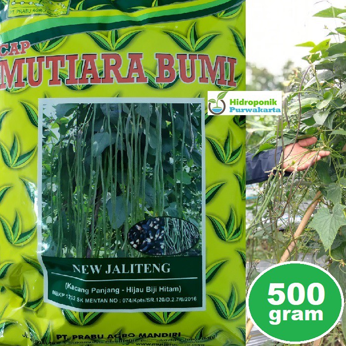Benih Kacang Panjang New Jaliteng 500 Gram Tahan Virus Gemini Cap Mutiara Bumi