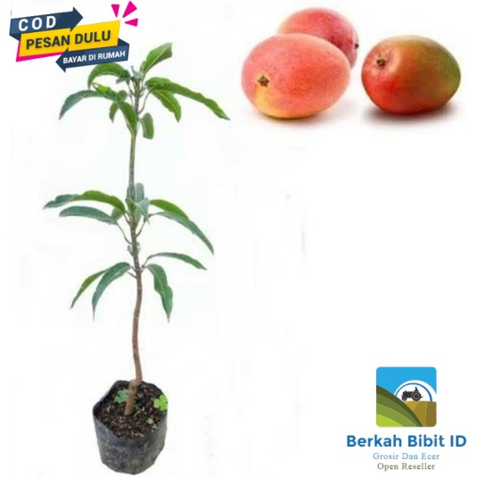 Bibit Mangga Gedong Gincu super