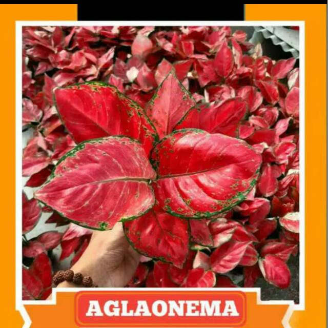 aglonema red anjamani super red