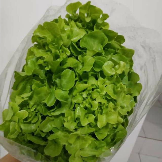 

Selada Oakleaf Hijau / Green Oakleaf Lettuce / 500 gram