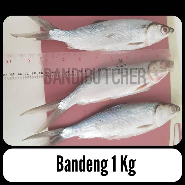 Ikan Bandeng Beku - Frozen Fish Milk Segar Murah Bandi