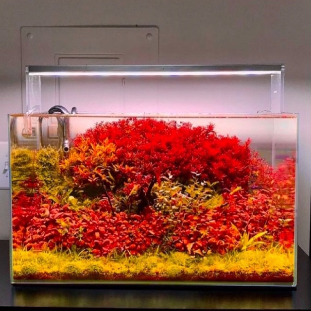 Paket Tanaman Aquascape full colour ( tanaman aquascape )