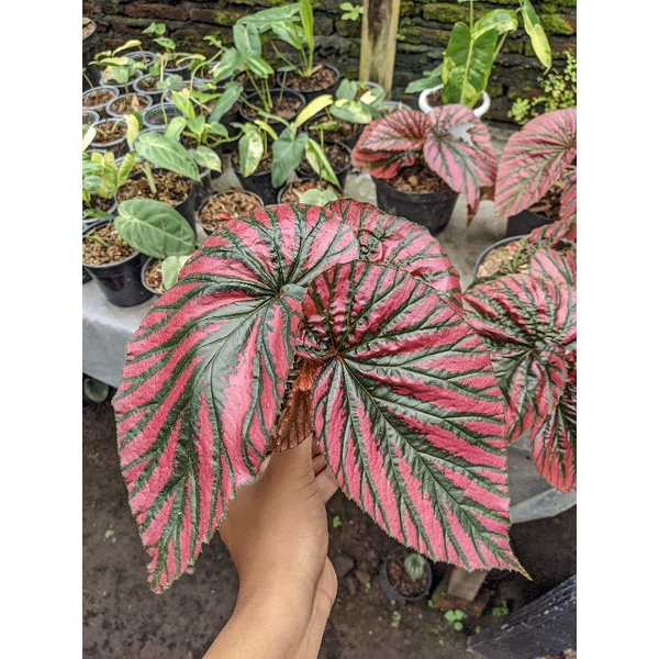 Begonia Rex Wallet / Brevirimosa