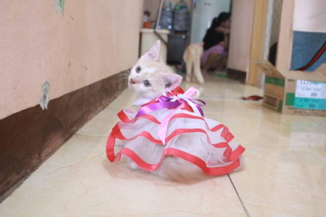 Baju kucing model dress merah lucu untuk kucing dan anjing / baju kucing termurah size S M L XL