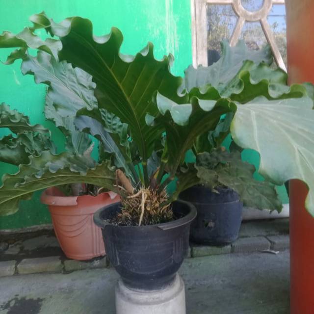 Tanaman Bunga Hias Anthurium Gelombang Cinta Jumbo Shopee Indonesia