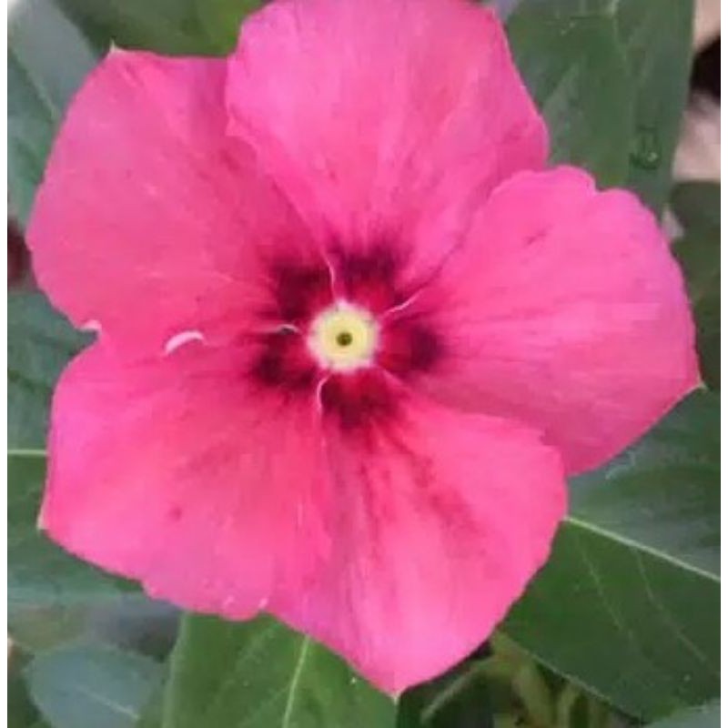 Jual Benih Bibit Bunga Vinca Gantung