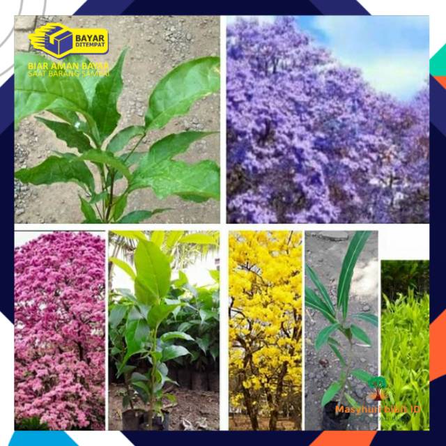 3 batang bibit pohon tabebuya sakura