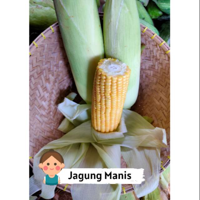 

Jagung manis