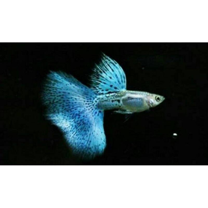 ikan guppy hias blue grass