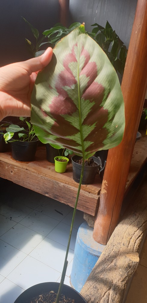 Tanaman Hias Daun Calathea Peacock