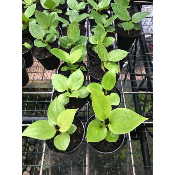 Jemani Lemon Daun 5-7 Stok Terbatas
