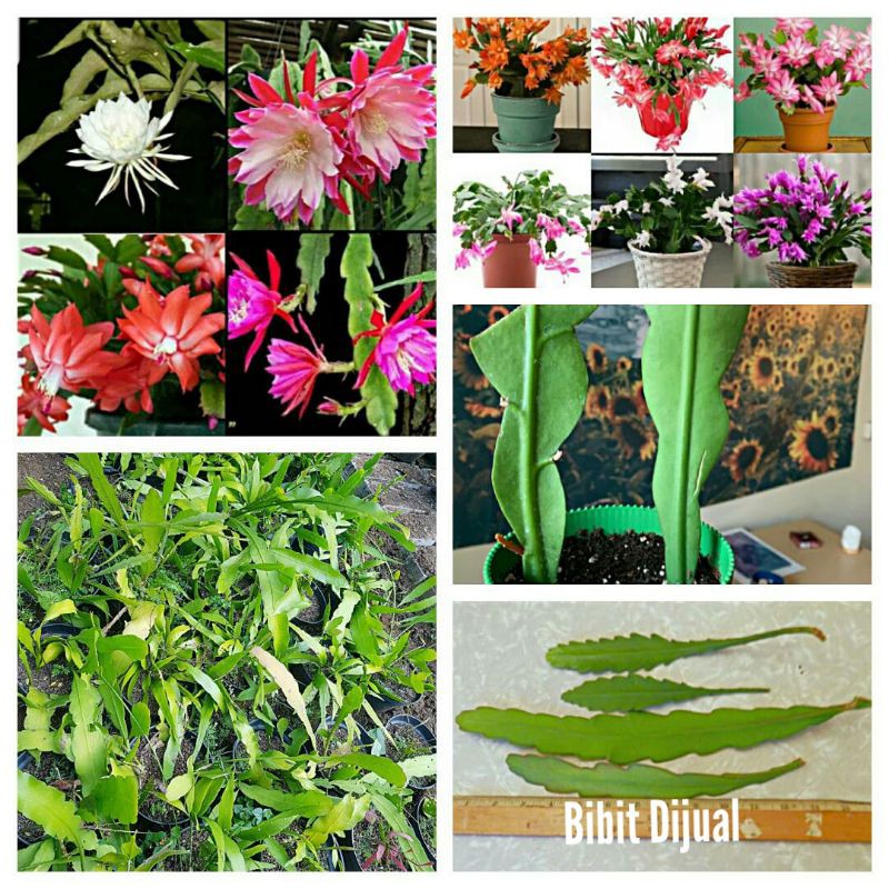 Paket 4 jenis bunga wijaya kusuma epiphyllum beda warna wijaya kusuma kepiting sukulen kaktus murah