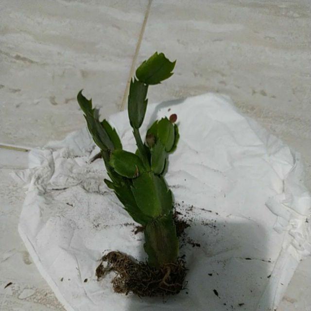 Kaktus Sekulen Kepiting