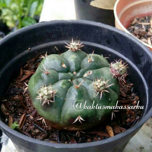 Kaktus Mini / kaktus murah Gymnocalycium baldianum 27