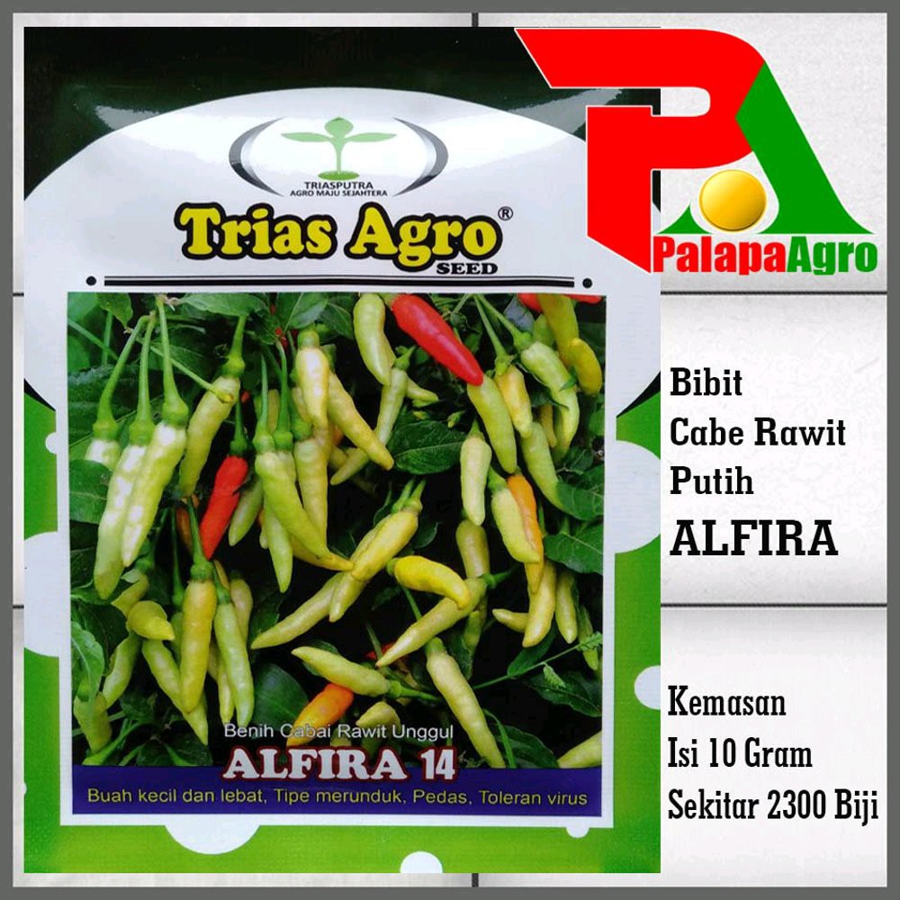 BENIH BIBIT CABE RAWIT PUTIH ALFIRA 14 QUANTUM SEED Murah