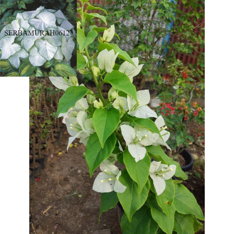 Bunga Bougenville Id Ekor Musang Putih Bibit Sambungan -tanaman hidup-bunga hidup murah-bunga hias