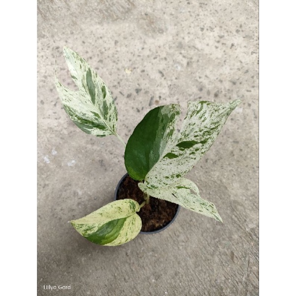 epipremnum marble varigata