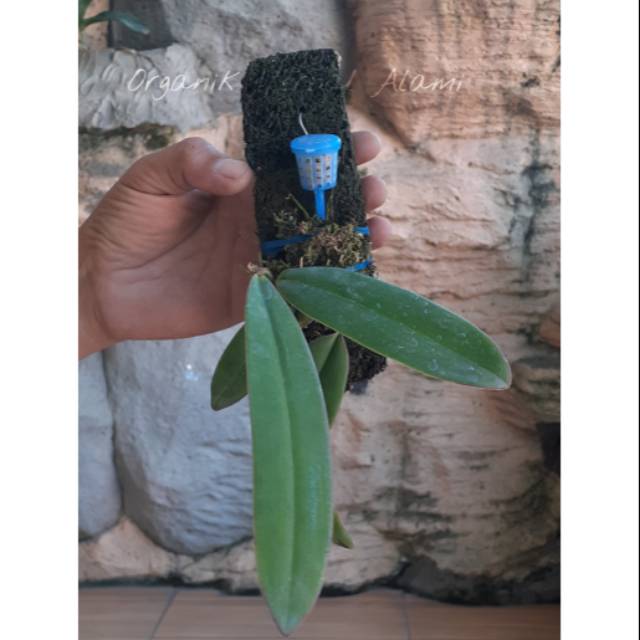 Anggrek Bulbophyllum Phalaenopsis / Anggrek Dasi