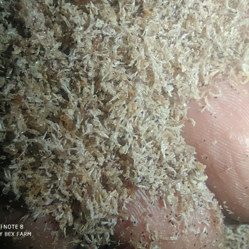 

baby shrimp kiloan 100% murni 1kg