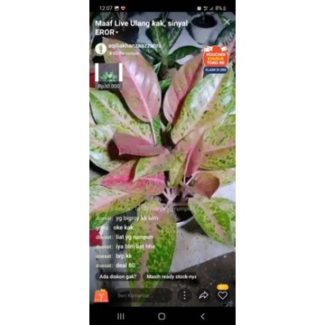 Aglonema BigRoy Rumpun 4