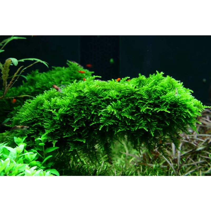 Java moss
