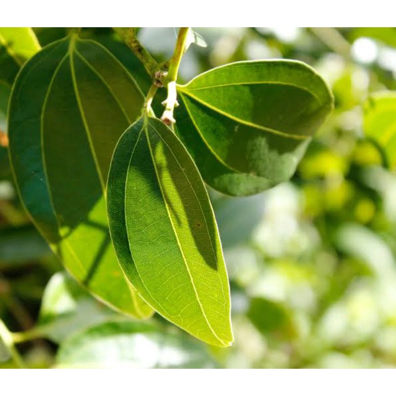 

DAUN KAYU MANIS SEGAR