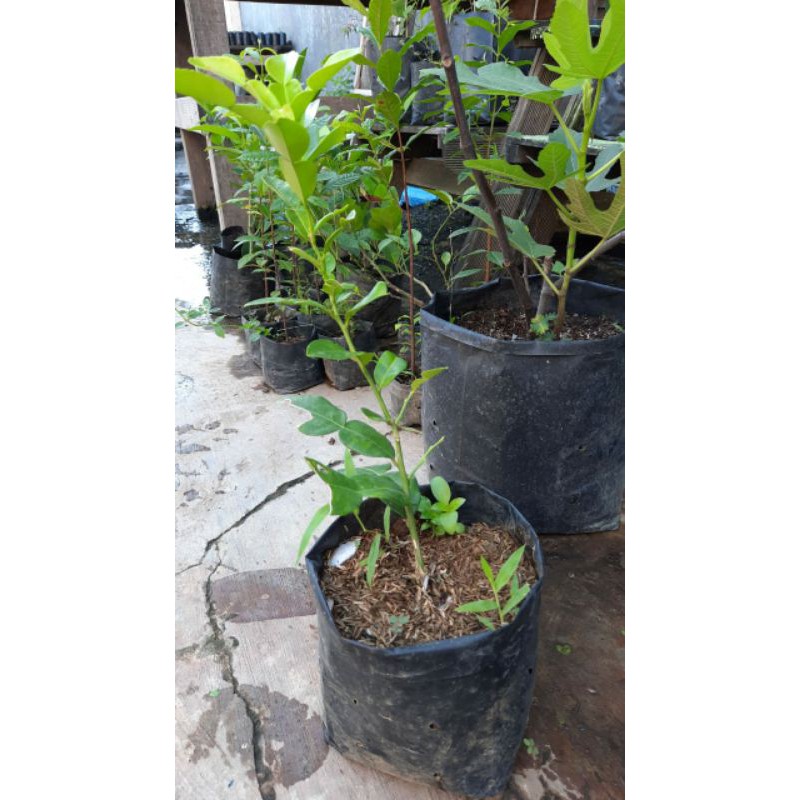 TANAMAN HERBAL BIBIT JERUK PURUT MEDAN