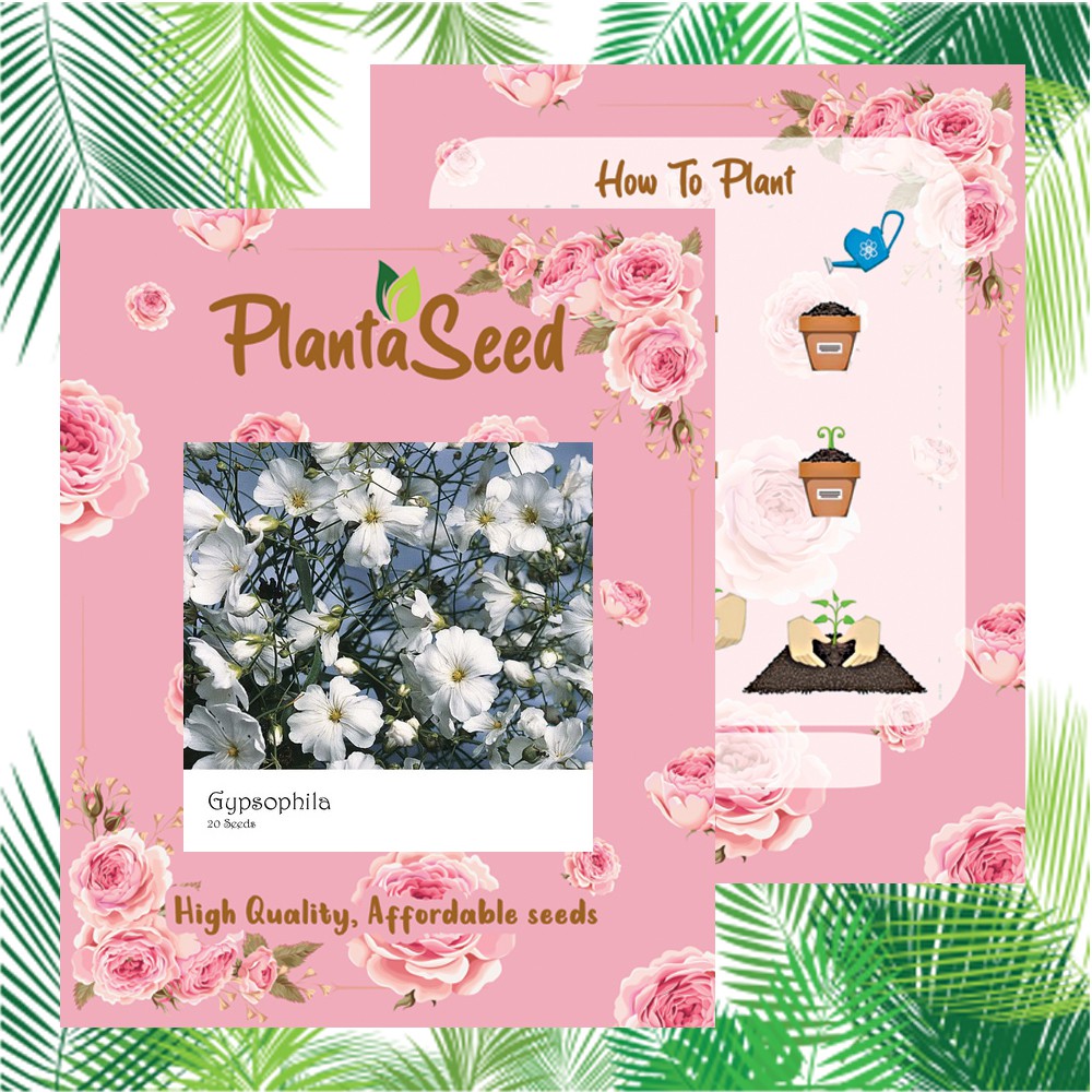 PlantaSeed - 20 Seeds - Gypsophila Benih Bibit Biji Bunga - PAS0200